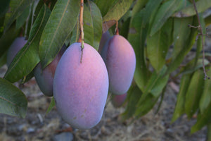
                  
                    Caja de mango fresco
                  
                